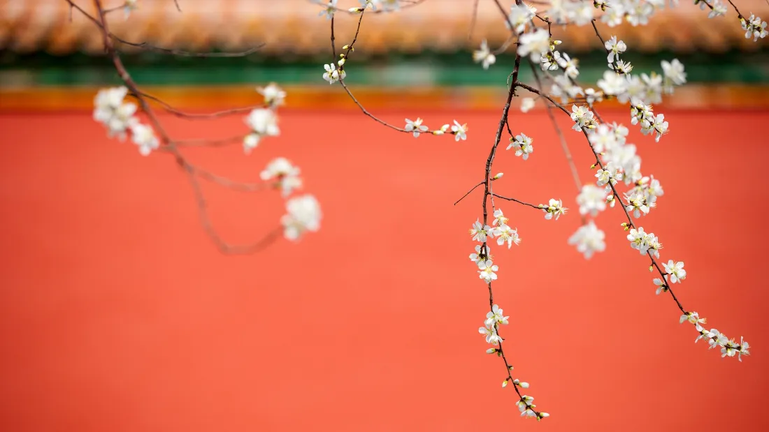 2k紫禁城壁纸｜红墙白花背景图片 - 春日宫廷风景「哲风壁纸」