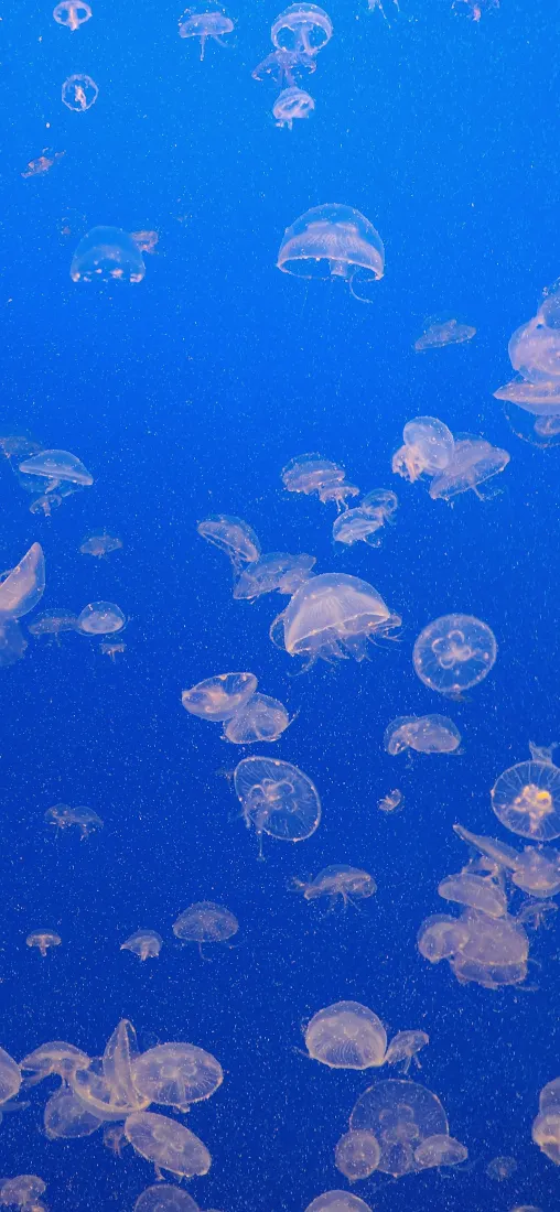 水母手机壁纸｜蔚蓝海洋背景图片 - 透明浮游生物「哲风壁纸」