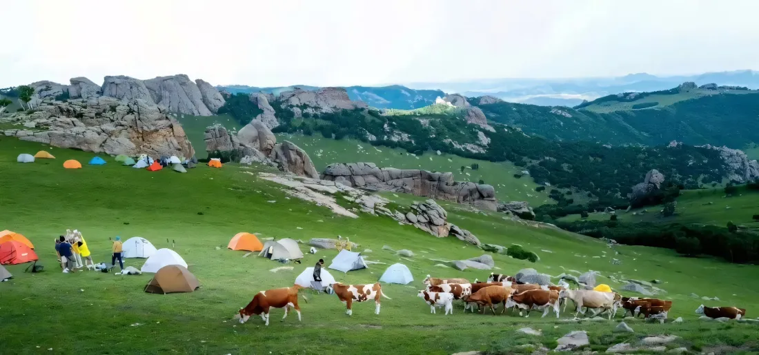 2k草原奶牛壁纸｜山野露营背景图片 - 治愈自然风景「哲风壁纸」