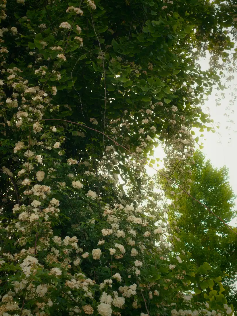 白色花簇手机壁纸｜夏日树荫背景图片 - 清新治愈自然风景「哲风壁纸」