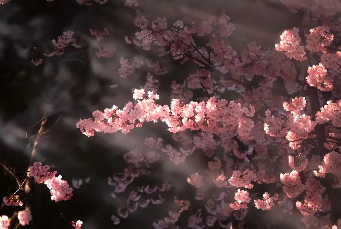 4k樱花壁纸｜光影花枝背景图片 - 春季自然清新风景「哲风壁纸」
