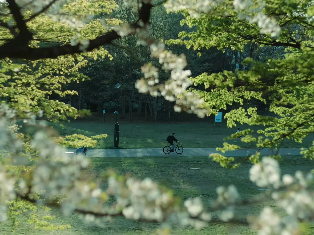 2k公园美景壁纸｜绿植白花背景图片 - 户外骑行休闲场景「哲风壁纸」