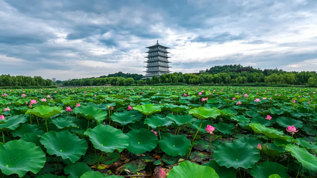 3k荷花壁纸｜荷塘古塔绿荫背景图片 - 夏日清新自然风光「哲风壁纸」