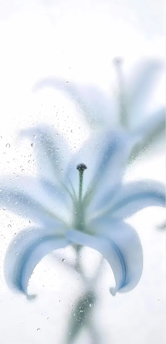 淡蓝百合手机壁纸｜朦胧花卉背景图片 - 清新治愈「哲风壁纸」