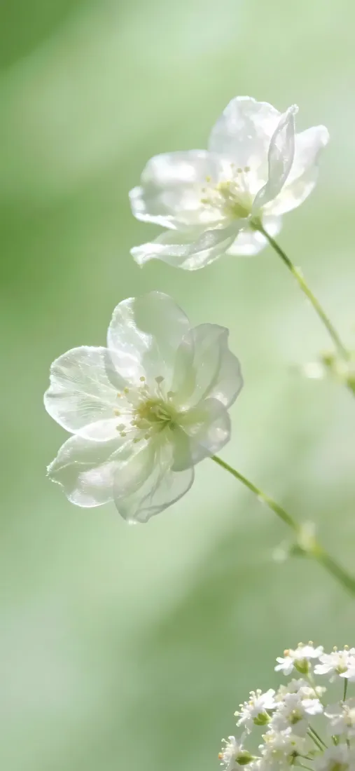 清新白色鲜花手机壁纸｜浅绿虚化背景图片 - 治愈自然花草「哲风壁纸」