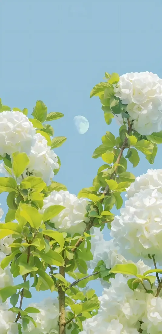 白绣球花手机壁纸｜蓝天绿植背景图片 - 清新治愈花卉「哲风壁纸」