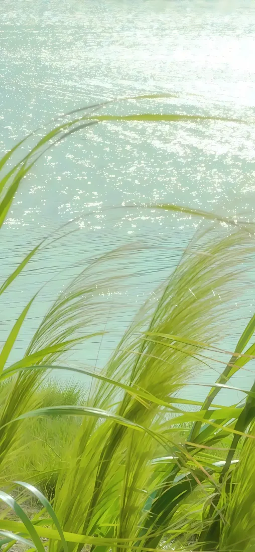 清新芦苇荡手机壁纸｜自然水边背景图片 - 治愈绿植风光「哲风壁纸」