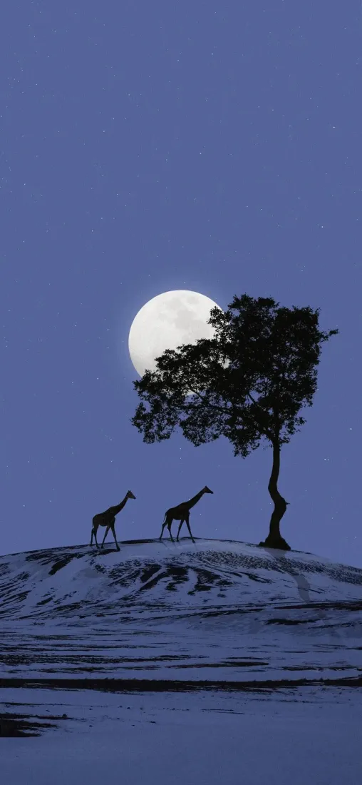 月夜非洲草原手机壁纸｜长颈鹿孤树背景图片 - 静谧自然风景「哲风壁纸」