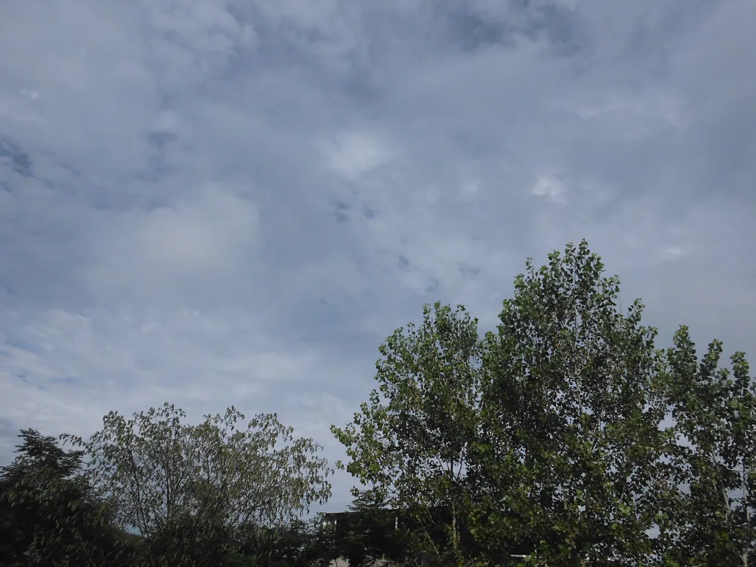 5k自然风景壁纸｜天空树梢背景图片 - 清新户外「哲风壁纸」