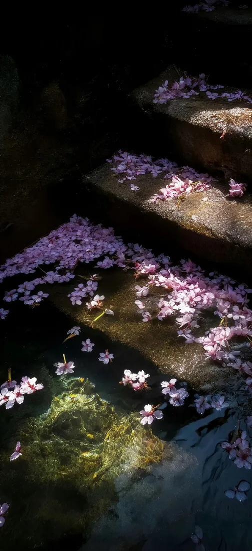 樱花石阶手机壁纸｜落花楼梯背景图片 - 春日治愈风景「哲风壁纸」