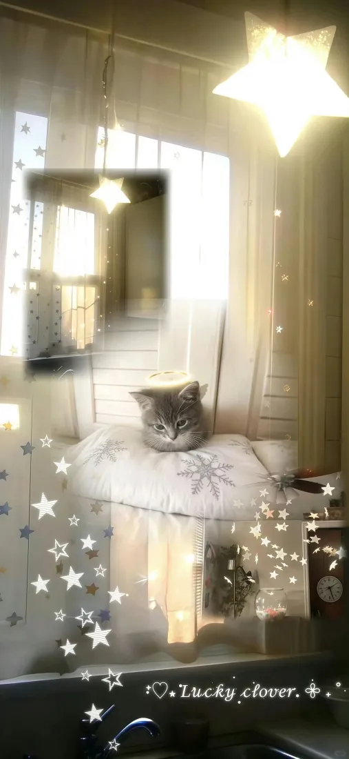 可爱小猫手机壁纸｜暖光居家背景图片 - 软萌治愈小宠物「哲风壁纸」