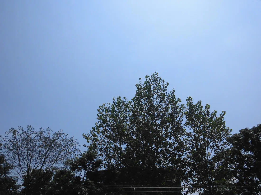 5k天空树梢壁纸｜晴朗户外背景图片 - 清新自然风光「哲风壁纸」