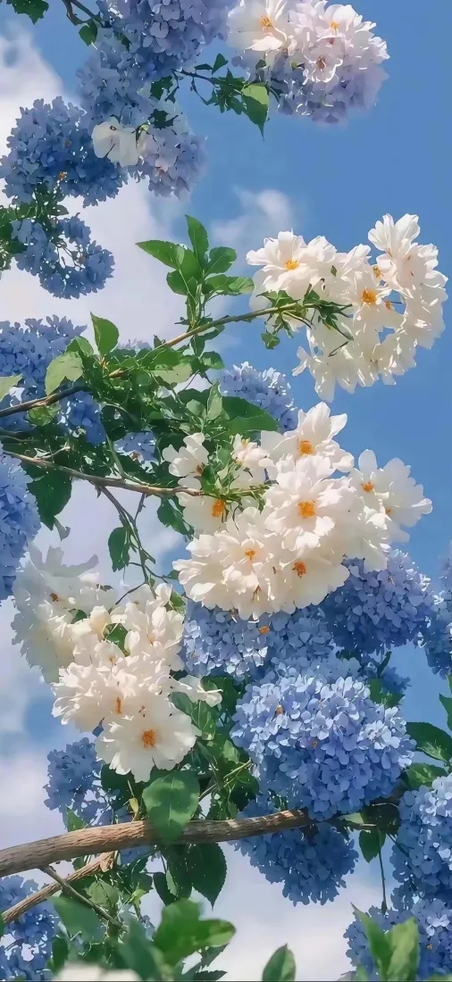 花卉手机壁纸｜蓝天白云背景图片 - 清新自然风景「哲风壁纸」