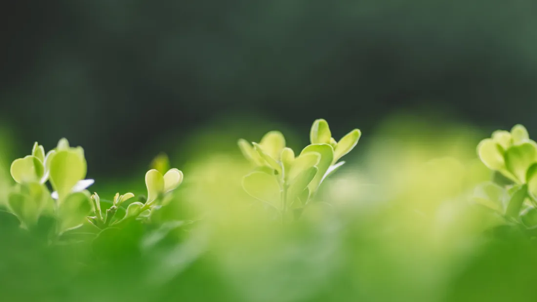 4k嫩绿新芽壁纸｜清新绿植背景图片 - 护眼治愈「哲风壁纸」