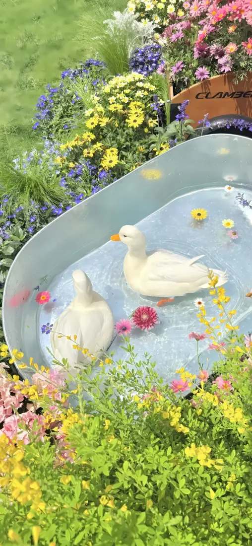 可爱白色鸭子手机壁纸｜庭院鲜花水缸背景图片 - 治愈清新休闲萌趣「哲风壁纸」