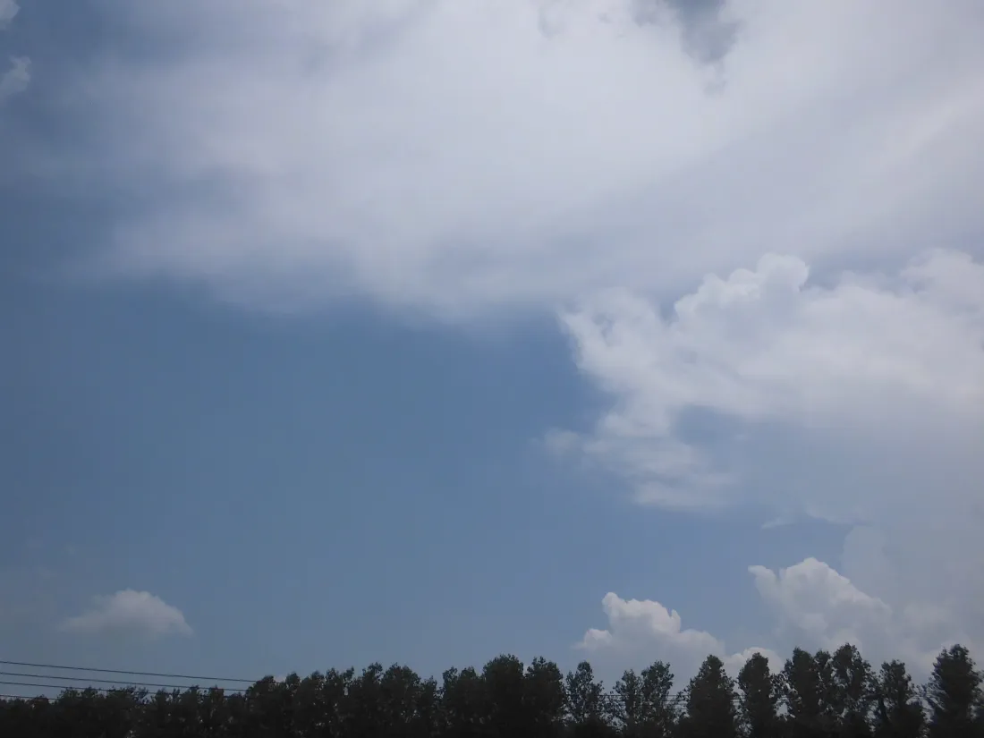 5k晴朗天空壁纸｜蓝天白云背景图片 - 夏日树梢「哲风壁纸」