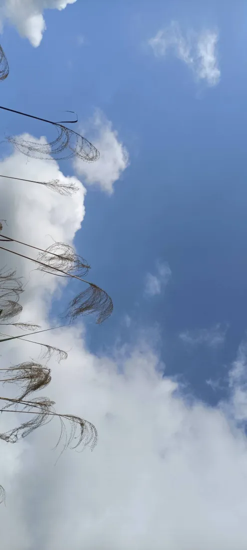 芦苇手机壁纸｜蓝天白云晴空背景图片 - 户外清新自然风景「哲风壁纸」