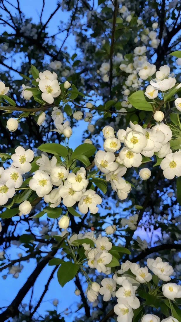 白色花簇手机壁纸｜蓝天背景图片 - 清新自然风景「哲风壁纸」
