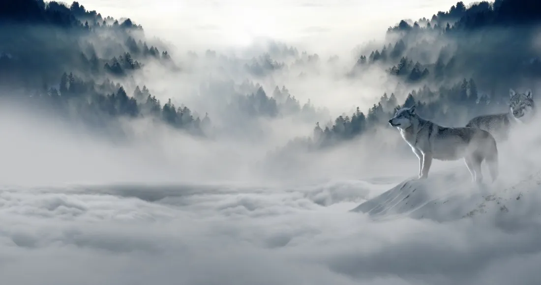 4k雪原孤狼壁纸｜冬日雪地背景图片 - 雾中林景「哲风壁纸」