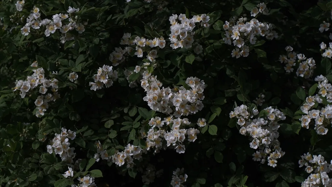 2k白色小花壁纸｜深绿植被背景图片 - 清新自然景观「哲风壁纸」