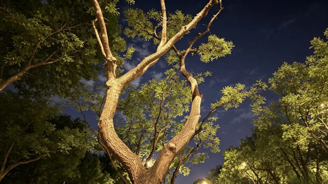 3k夜景树木壁纸｜夜空林间背景图片 - 治愈自然风景「哲风壁纸」