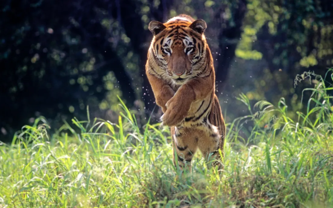 2k老虎壁纸｜草原动物背景图片 - 猛虎跳跃捕猎姿态「哲风壁纸」