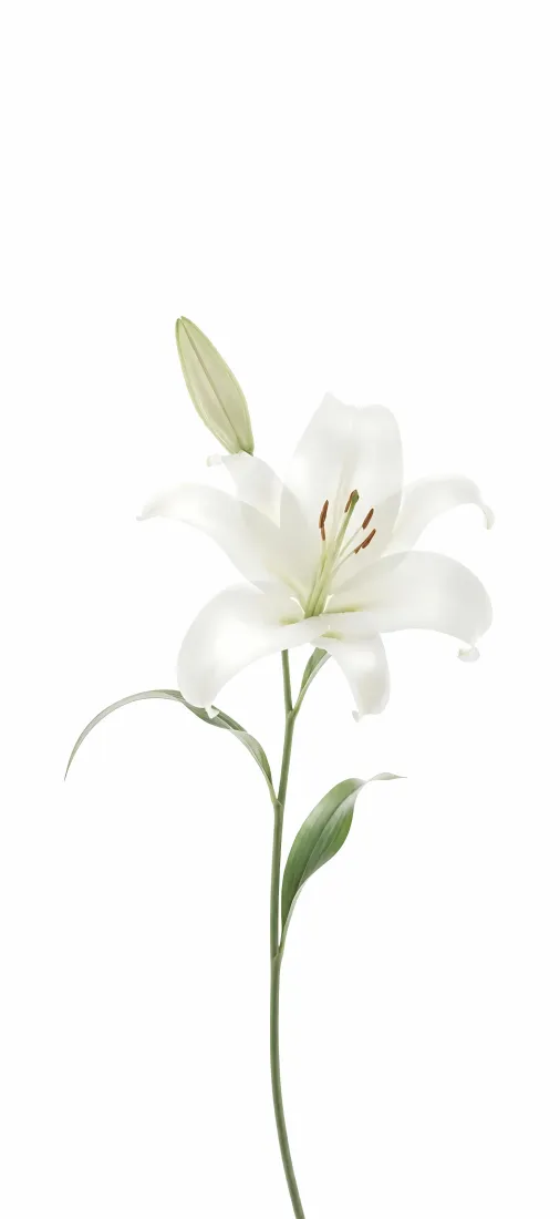 白百合手机壁纸｜简约清新背景图片 - 手绘花卉「哲风壁纸」