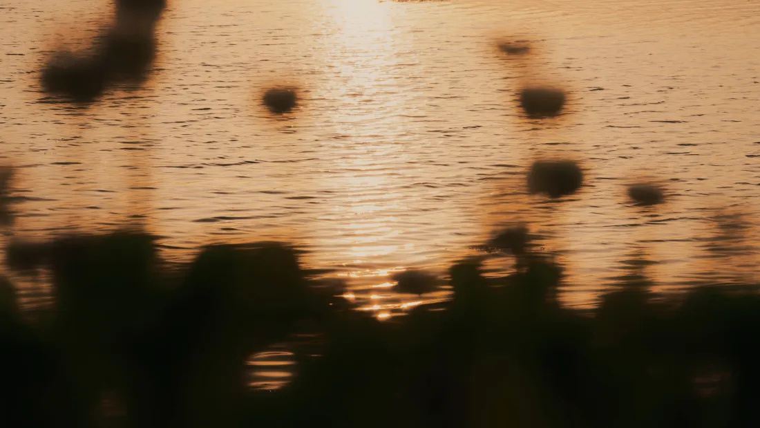 4k夕阳壁纸｜郊野花海水面背景图片 - 黄昏治愈自然风光「哲风壁纸」