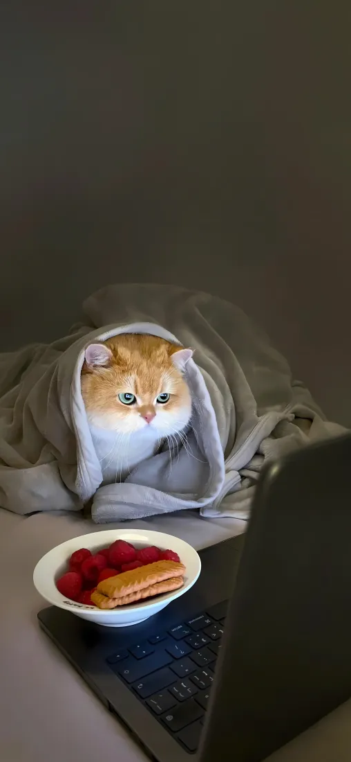 橘猫手机壁纸｜萌宠居家背景图片 - 裹卫衣享用小食「哲风壁纸」