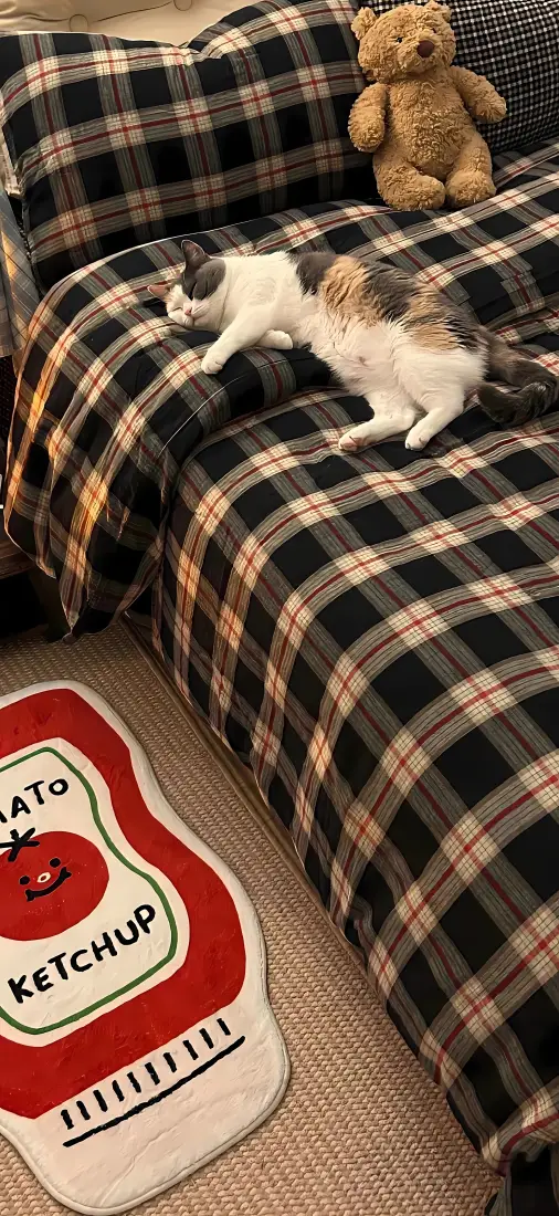 可爱小猫手机壁纸｜格纹沙发背景图片 - 软萌慵懒治愈风「哲风壁纸」