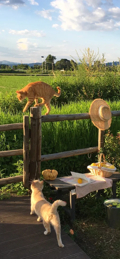 田园小猫手机壁纸｜乡野草地背景图片 - 猫狗互动日常「哲风壁纸」