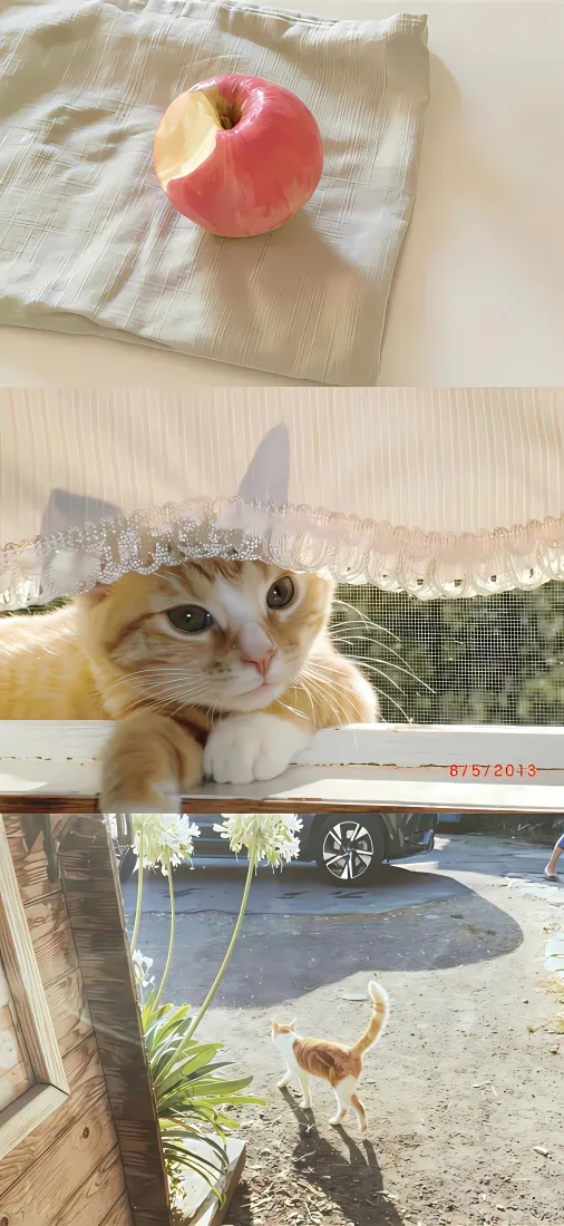 可爱小猫手机壁纸｜窗边苹果背景图片 - 治愈阳光萌宠日常「哲风壁纸」