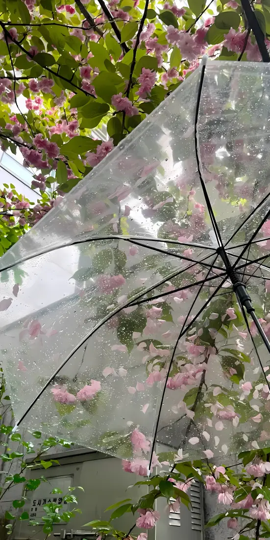 落花阴雨手机壁纸｜透明雨伞背景图片 - 春日粉花绿树「哲风壁纸」