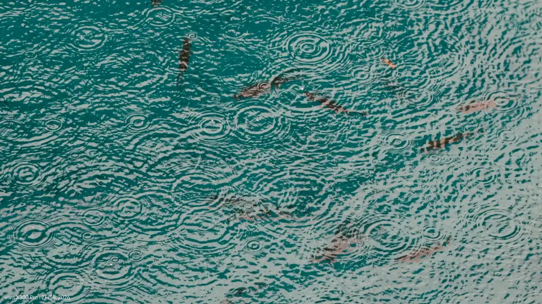2k清澈浅滩壁纸｜海水鱼群背景图片 - 自然清新风光「哲风壁纸」