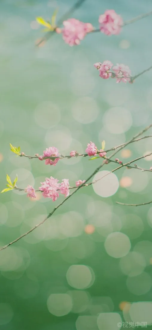 桃花手机壁纸｜清新浅绿背景图片 - 春日粉色花枝「哲风壁纸」