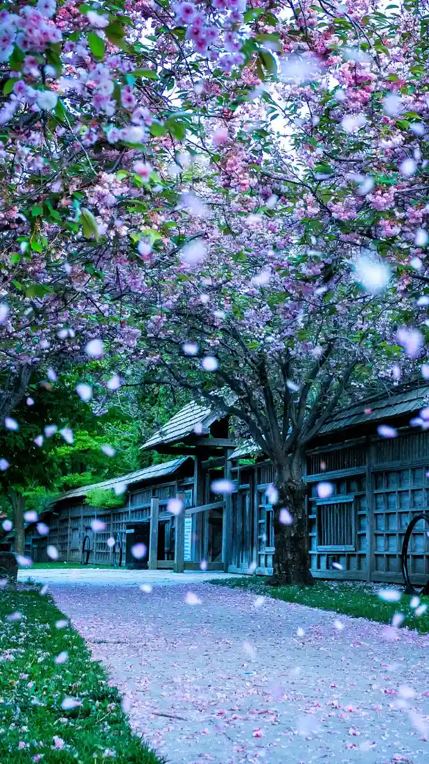 樱花手机壁纸｜日式古建小径背景图片 - 春日落英清新景色「哲风壁纸」