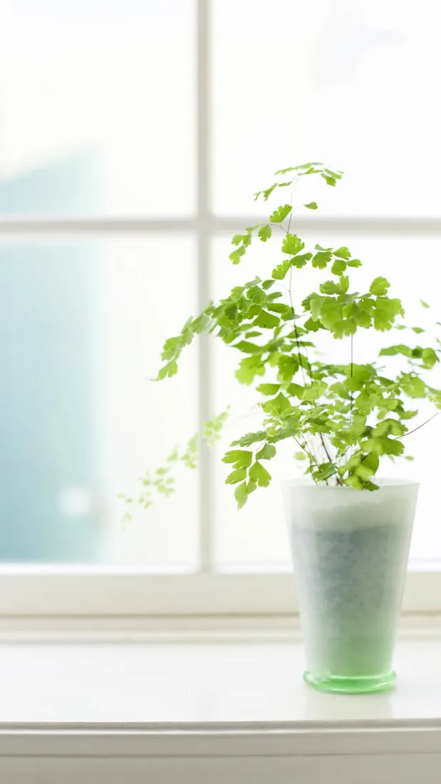 窗台绿植手机壁纸｜清新室内背景图片 - 治愈小盆栽「哲风壁纸」
