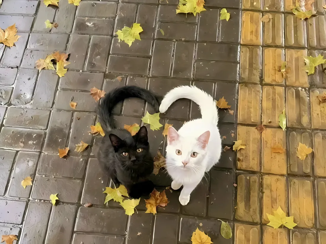 2k可爱小猫壁纸｜秋日落叶地砖背景图片 - 爱心尾巴萌宠「哲风壁纸」