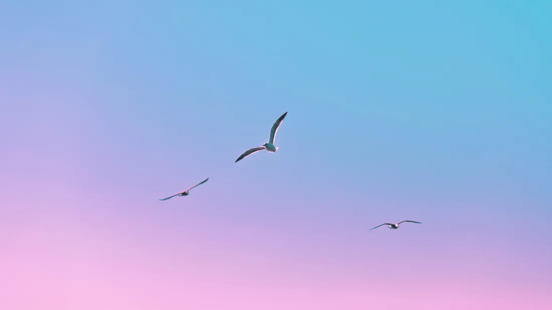 6k飞鸟壁纸｜渐变天空背景图片 - 粉蓝治愈风景「哲风壁纸」