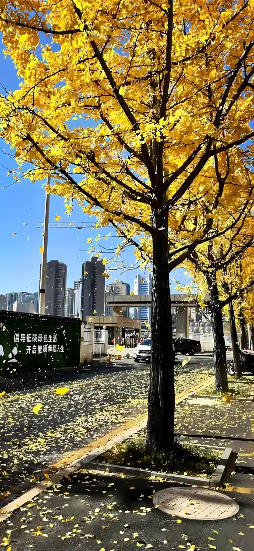 银杏树手机壁纸｜城市街道背景图片 - 秋日落叶蓝天街景「哲风壁纸」