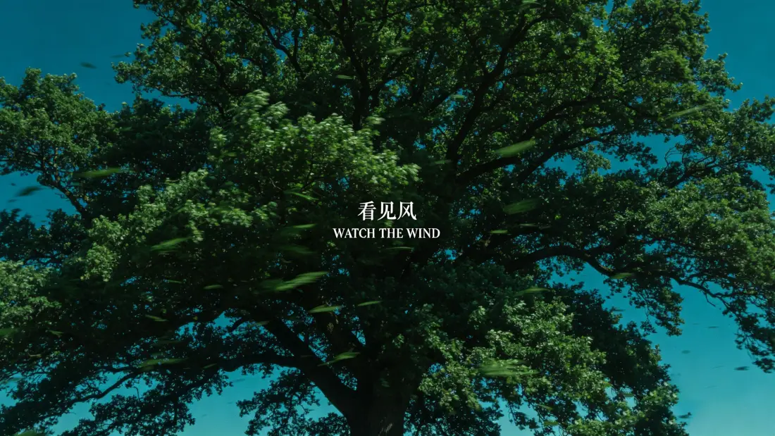 3k大树｜蓝天背景图片 - 治愈清新自然风景「哲风壁纸」
