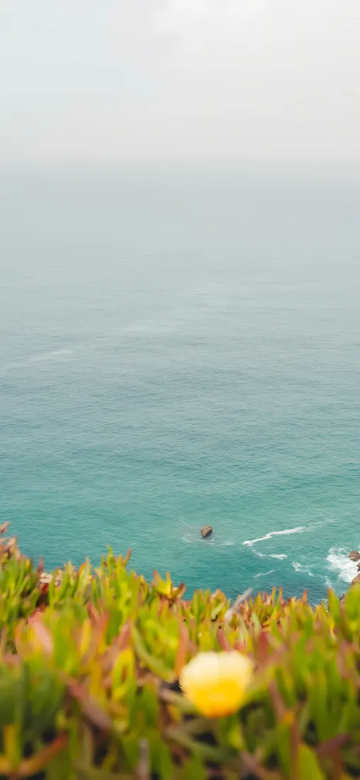 海岸风景手机壁纸｜海边绿植背景图片 - 黄花蓝海「哲风壁纸」