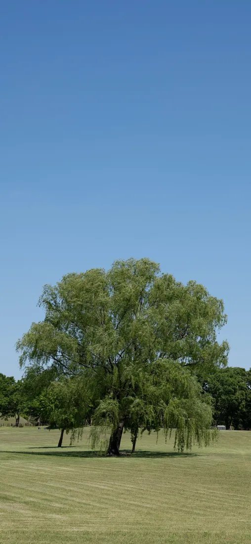 草地柳树手机壁纸｜蓝天草坪背景图片 - 户外郊野自然风景「哲风壁纸」