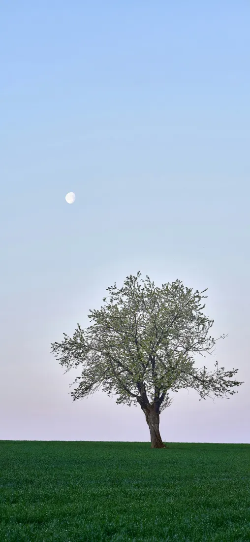 孤树草地手机壁纸｜淡蓝天空背景图片 - 宁静旷野自然风景「哲风壁纸」