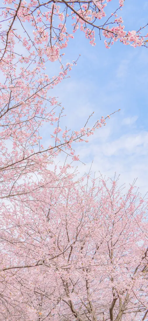 樱花手机壁纸｜蓝天背景图片 - 春日花林盛景「哲风壁纸」