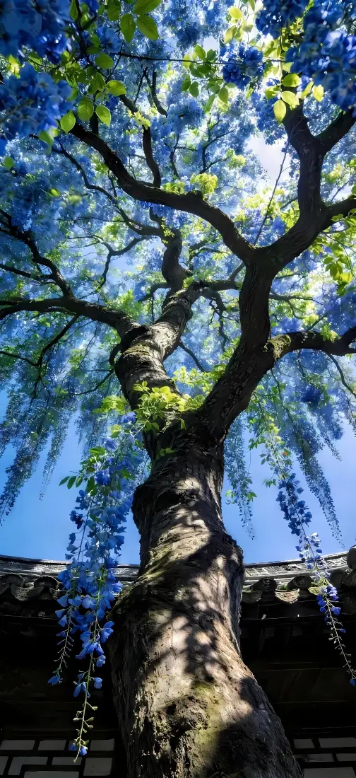 紫藤花手机壁纸｜庭院树荫下背景图片 - 古建旁蓝紫花树光影「哲风壁纸」