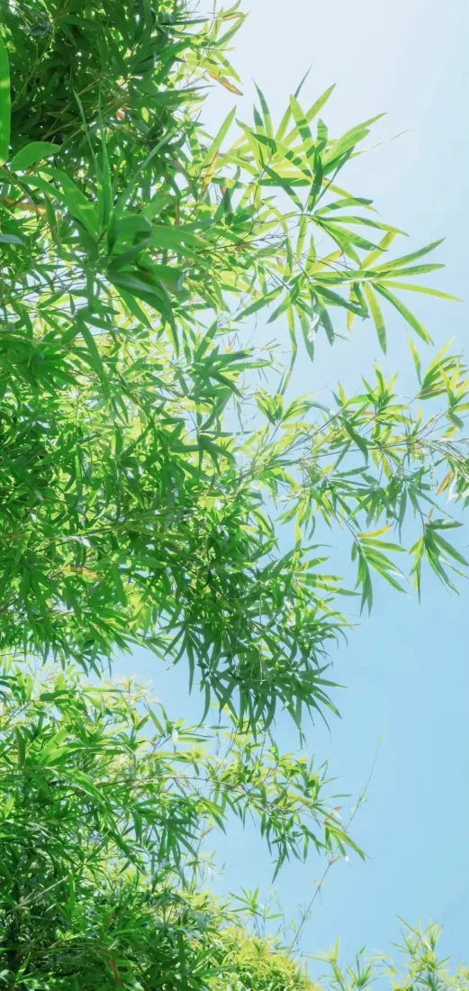 清新绿叶手机壁纸｜蓝天背景图片 - 治愈自然风景「哲风壁纸」