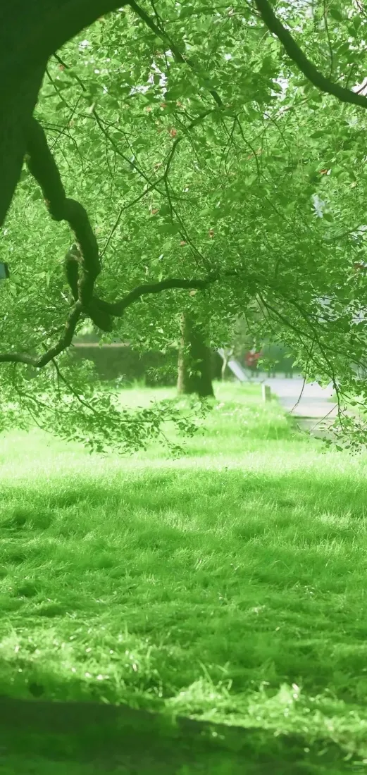 夏日林荫草地手机壁纸｜公园清新背景图片 - 树荫「哲风壁纸」