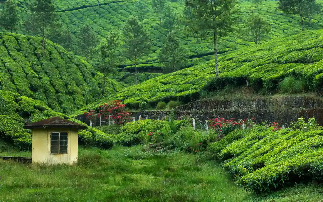 4k茶园山景壁纸｜绿意清新背景图片 - 山间小屋自然风景「哲风壁纸」