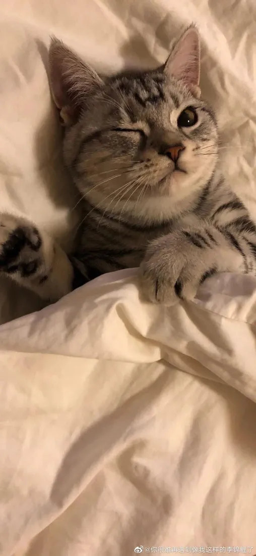 虎斑猫手机壁纸｜床上背景图片 - 可爱wink慵懒萌宠「哲风壁纸」